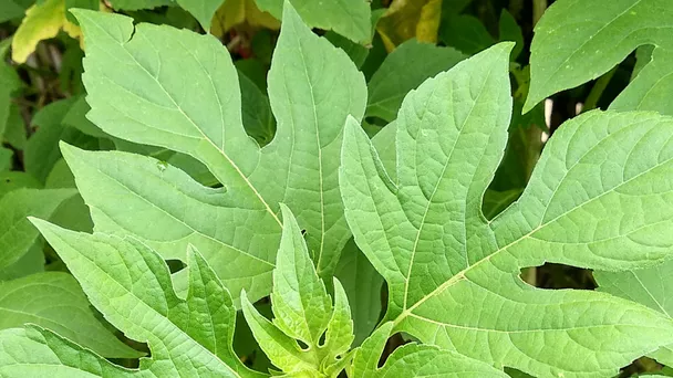 DAUN INSULIN